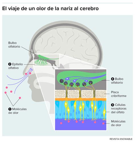 Esquema de las vías olfativas en el cerebro