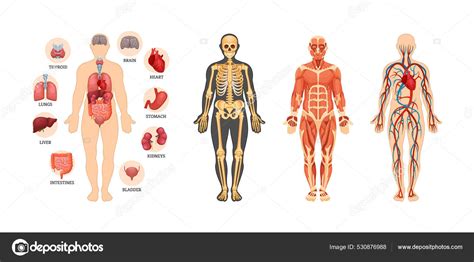 Esquema de la anatomía humana mostrando los cambios con el envejecimiento, como la disminución de la masa muscular y ósea, y cómo afectan la postura.