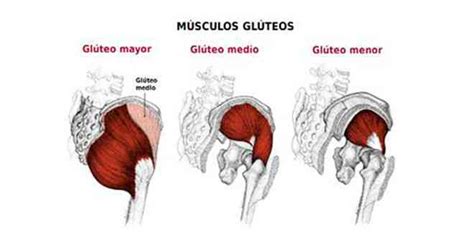 Esquema de los músculos glúteos: mayor, medio y menor