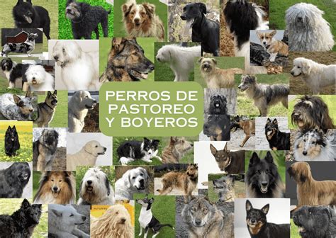 Infografía comparativa entre perros pastores de guardia (Moloso) y perros de carea (Border Collie)