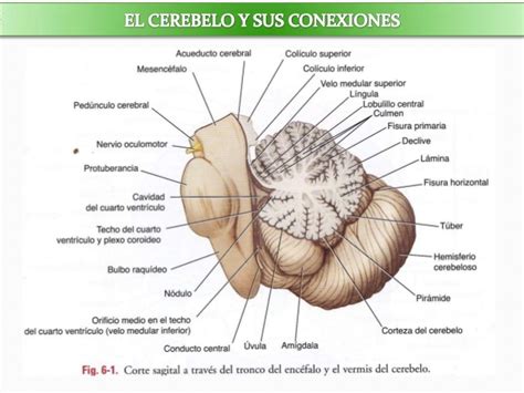 Esquema del cerebelo y sus conexiones con otras estructuras cerebrales