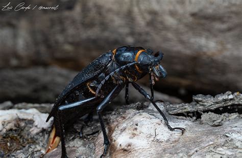 Foto de Acanthinodera cumingii (Madre de la Culebra)
