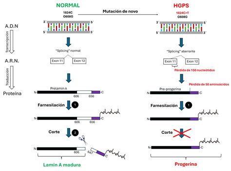 Diagrama de la mutación del gen lamina A y la producción de progerina