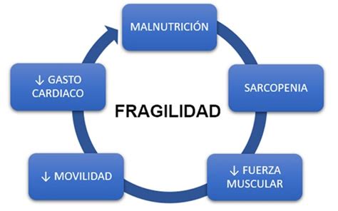 Esquema sobre el ciclo de fragilidad en ancianos y cómo el ejercicio funcional interrumpe la pérdida de masa muscular y equilibrio.