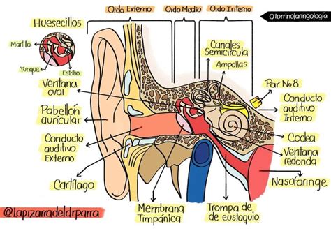 Esquema general del oído humano con sus partes principales