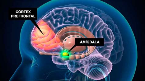 Diagrama cerebral mostrando la corteza prefrontal y la amígdala con leyendas explicando su rol en la mentira