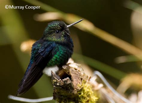 Fotografía de un colibrí Pechinegro Zamarrito en su hábitat natural