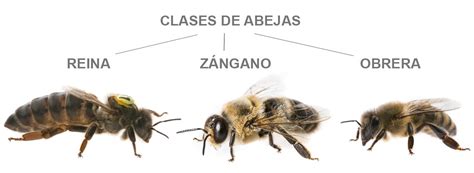 Ilustración de las castas de una colmena: reina, obreras y zánganos, destacando el largo abdomen de la reina.