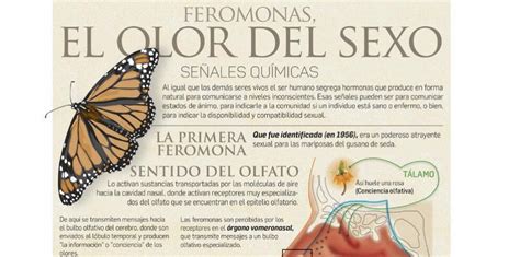 Esquema visual que muestra la interrupción del flujo de feromonas de la reina en una colmena huérfana y la activación de los ovarios de las obreras.