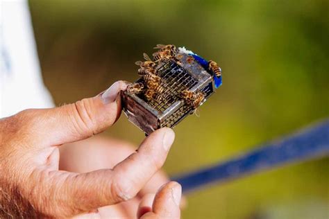 Primer plano de una reina fecundada enjaulada con abejas nodrizas antes de ser liberada en un nuevo núcleo.