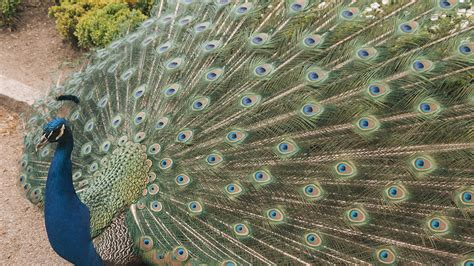 pavo real con cien ojos, simbolismo de memento mori
