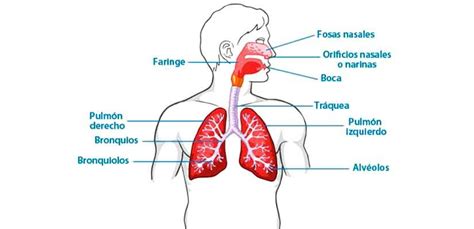 Esquema de las partículas de humo y su impacto en el sistema respiratorio