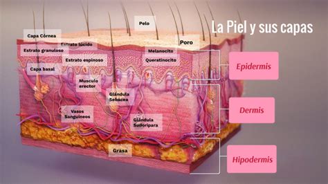 Esquema de las capas de la piel y sus cambios con la edad