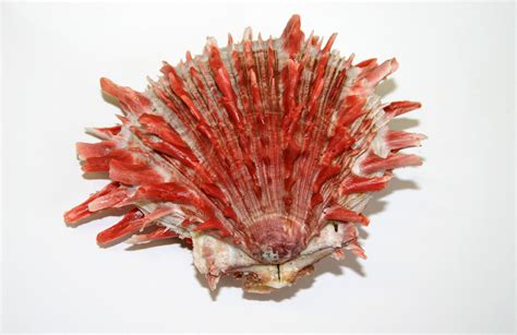 fotografía de una concha de Spondylus