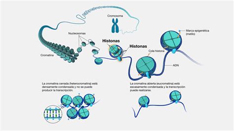 Diagrama mostrando ADN enrollado en histonas con marcas epigenéticas (metilación y acetilación)