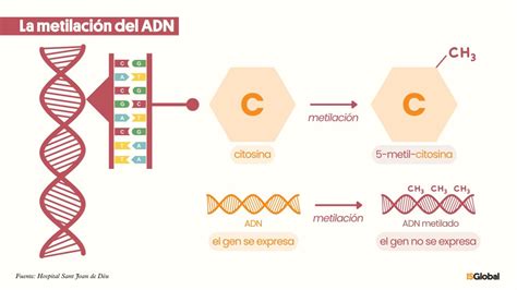 Infografía de la metilación del ADN en una isla CpG