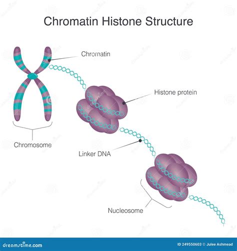 Ilustración de las modificaciones de histonas y cómo afectan la estructura de la cromatina