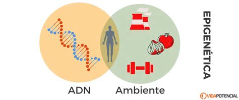 Esquema de cómo los cambios epigenéticos pueden activar o desactivar genes relacionados con el cáncer