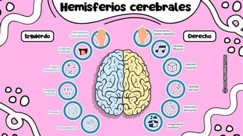 Infografía o esquema de los hemisferios cerebrales y la coordinación óculo-manual