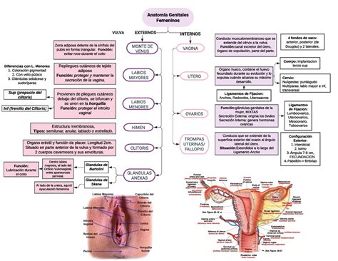Esquema de la anatomía de la vulva y la vagina con indicación de las capas mucosas y epiteliales
