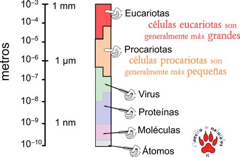 Diagrama comparativo de tamaños de virus, bacterias y células eucariotas