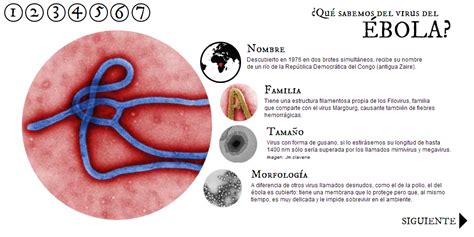 Micrografía de transmisión del virus del Ébola con forma filamentosa