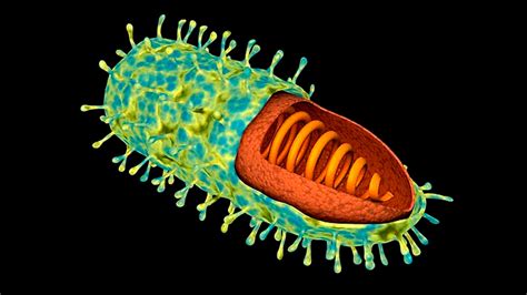 Micrografía electrónica del virus de la rabia con forma de bala