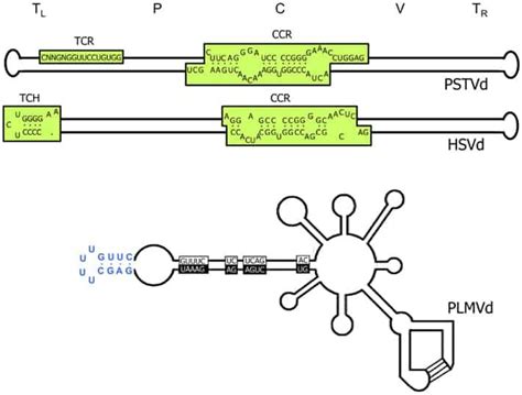 Estructura secundaria y micrografías AFM de un viroide (PLMVd-ml(+)wt)