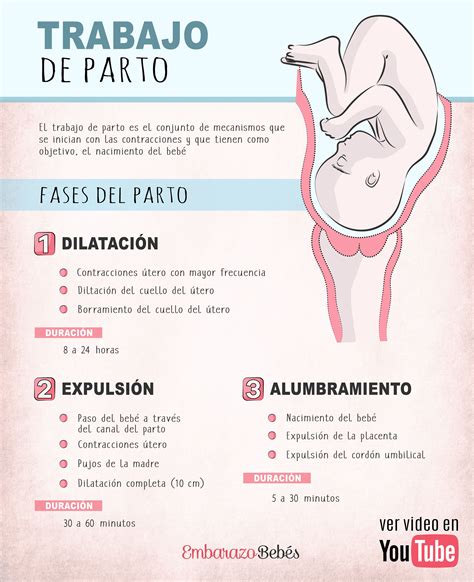 Esquema de las fases del parto en una perra, mostrando el nacimiento de los cachorros y el rol de la madre.