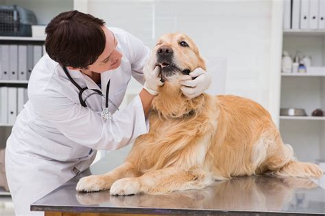 Veterinario realizando un chequeo a un perro senior, con equipos de análisis en el fondo.