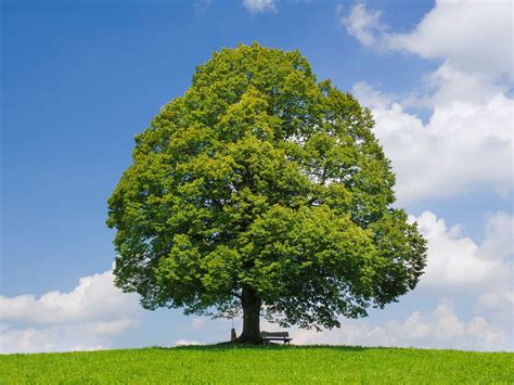 Nido de Dyna y Tilo en el Altar Encantado