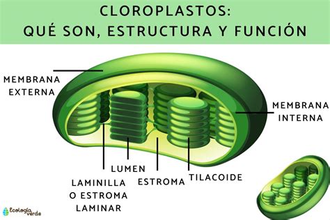 Esquema de la estructura y funciones del SENAME antes de su reestructuración