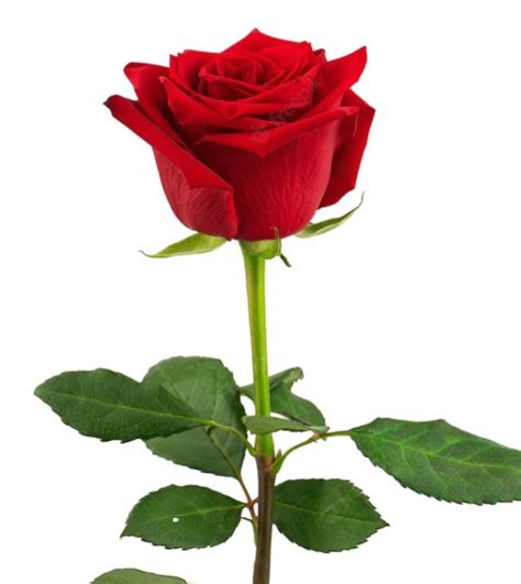 Ilustración de un mercader cortando una rosa en un jardín misterioso frente a un castillo