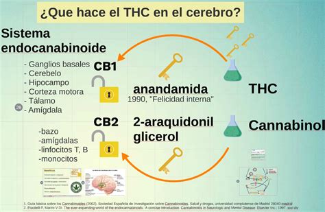 Infografía sobre los efectos del THC en el cerebro de adultos mayores