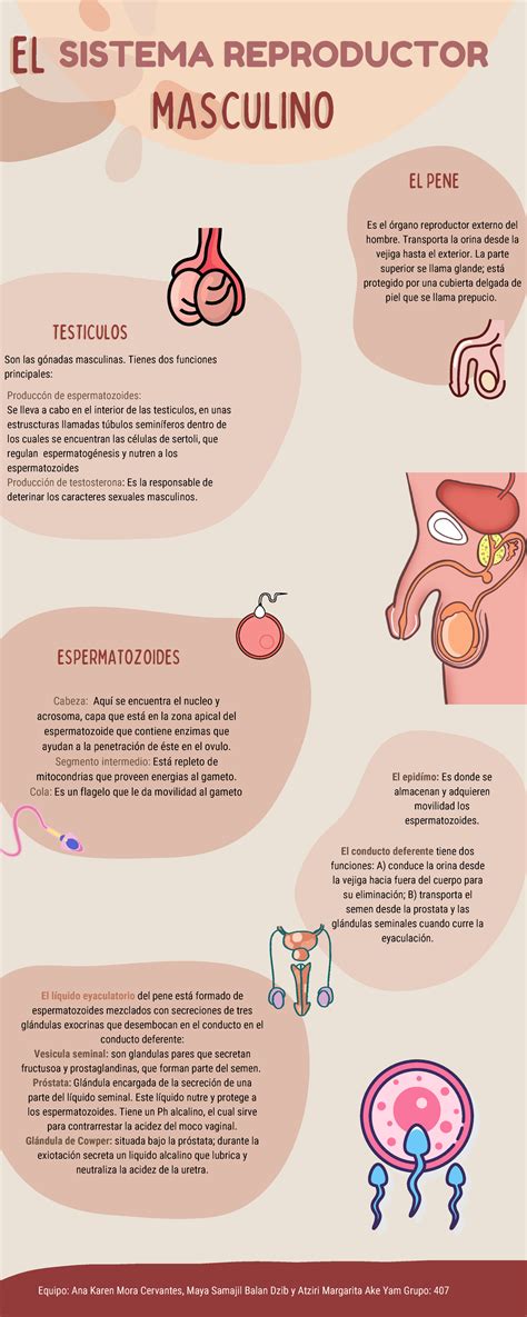 Ilustración de las partes del sistema reproductor masculino y los cambios relacionados con la edad