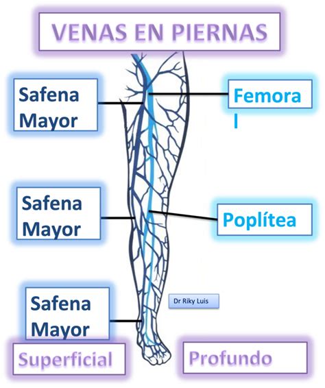 Ilustración del sistema venoso de la pierna con énfasis en las válvulas