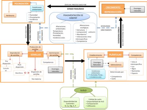 Diagrama conceptual que muestra las interrelaciones entre experiencia, reflexión, actitudes y sabiduría.