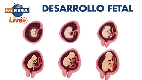 Esquema del desarrollo cerebral fetal y los puntos de vulnerabilidad ante la exposición a drogas.