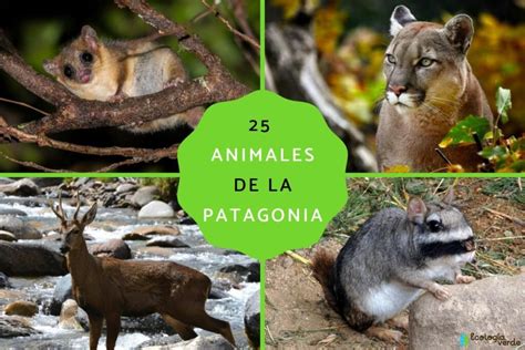 Paisaje patagónico con flora y fauna autóctona