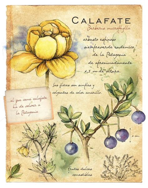 Ilustración de la anciana Koonex transformándose en el arbusto de calafate
