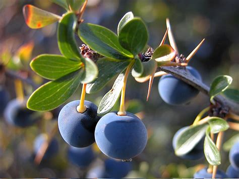 Foto de cerca de los frutos maduros de calafate en el arbusto