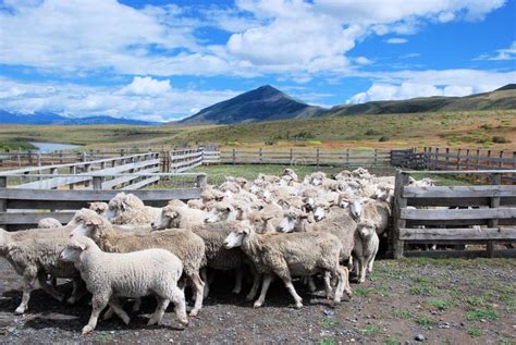 Estancia patagónica con ovejas