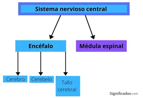 Diagrama del sistema nervioso central y periférico