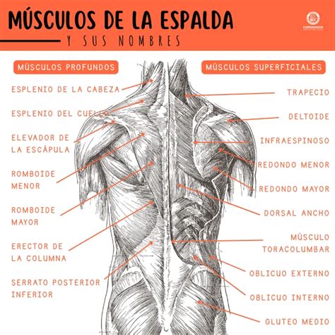 Infografía: Partes de la espalda y región lumbar, con vértebras, discos y músculos clave
