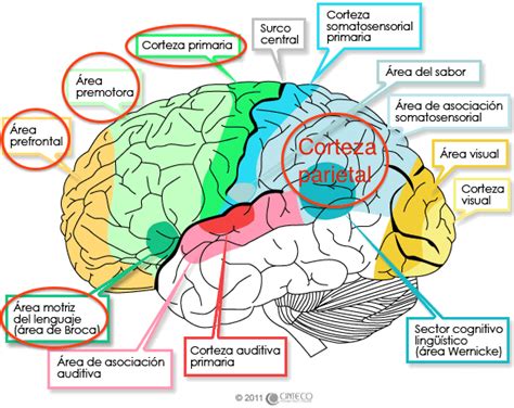 Diagrama mostrando las áreas cerebrales activadas durante el orgasmo