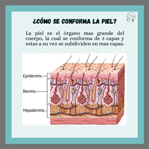 Esquema de las capas de la piel con colágeno y elastina