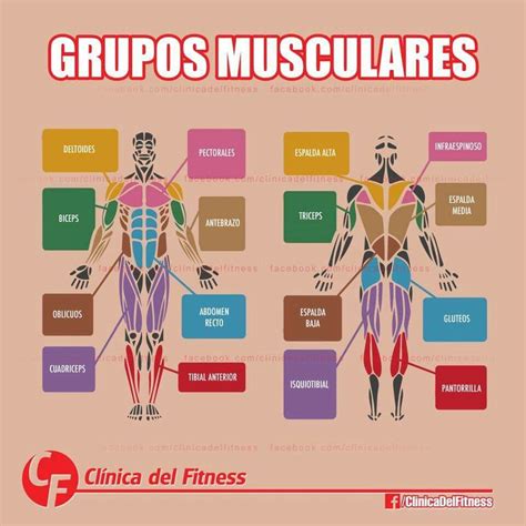 ilustración de los principales grupos musculares trabajados en natación