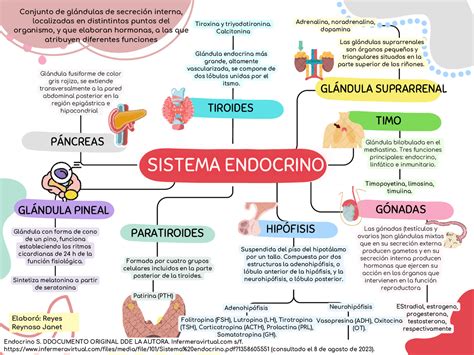 Esquema de las glándulas endocrinas y su influencia hormonal en el cuerpo femenino