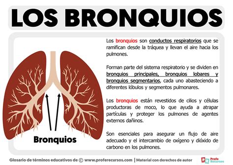 Ilustración de los bronquios inflamados en el sistema respiratorio humano