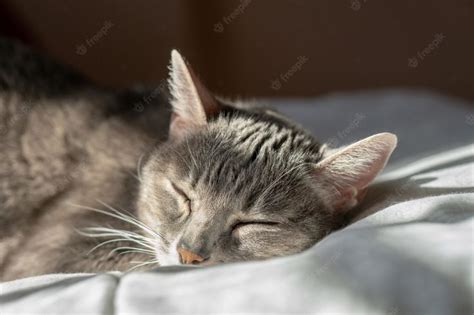 Gato adulto descansando pacíficamente